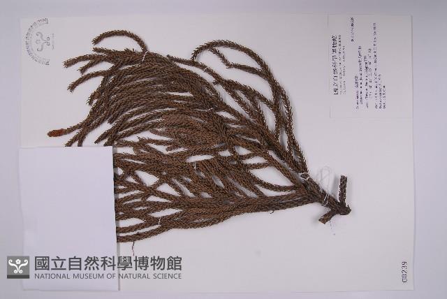 肯氏南洋杉藏品圖，第1張