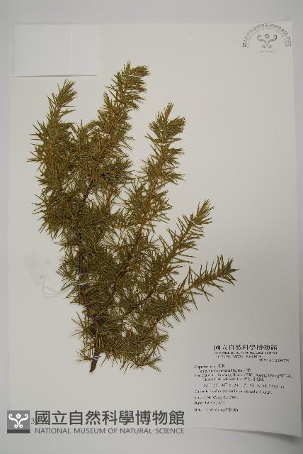 刺柏藏品圖，第1張