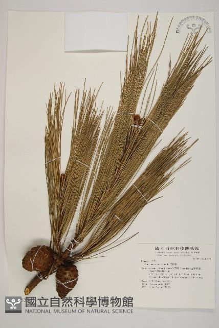 馬尾松藏品圖，第1張