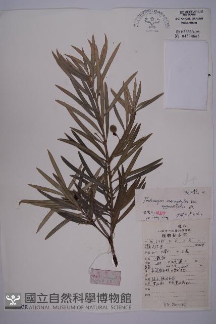 狹葉羅漢松藏品圖，第1張