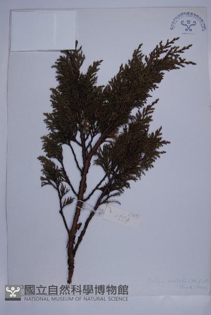 滇藏方枝柏藏品圖，第1張