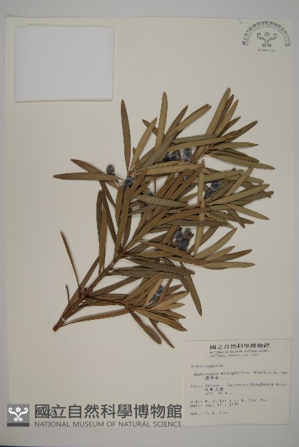 大葉羅漢松藏品圖，第1張