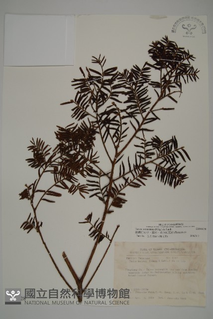 臺灣紅豆杉、紫杉、南方紅豆杉藏品圖，第1張