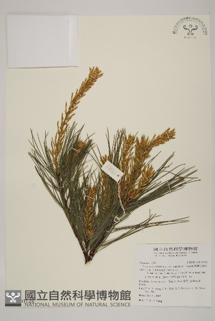 臺灣華山松藏品圖，第1張