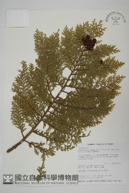 臺灣扁柏藏品圖，第1張