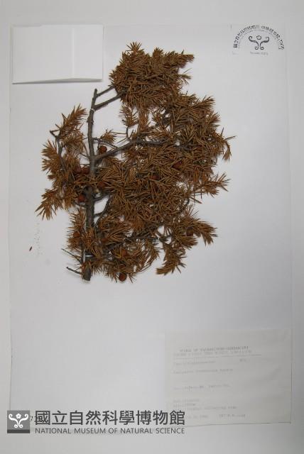 刺柏藏品圖，第1張