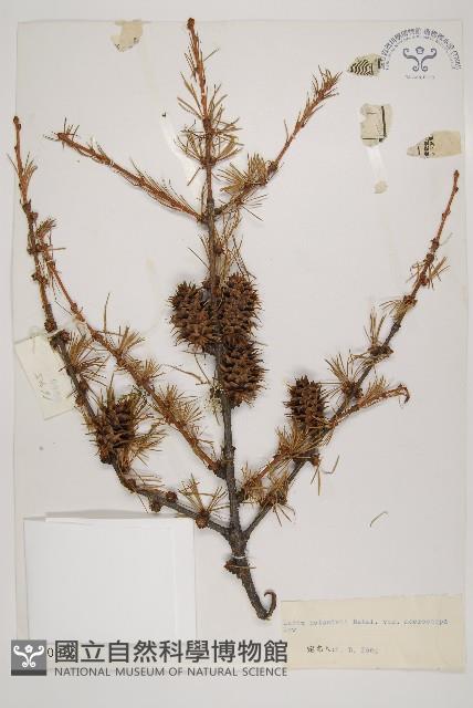 大果紅杉藏品圖，第1張