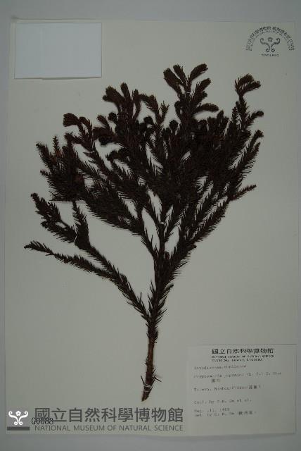 柳杉藏品圖，第1張