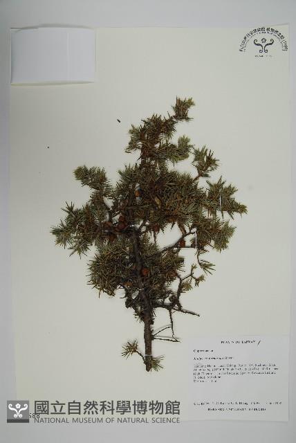 刺柏藏品圖，第1張