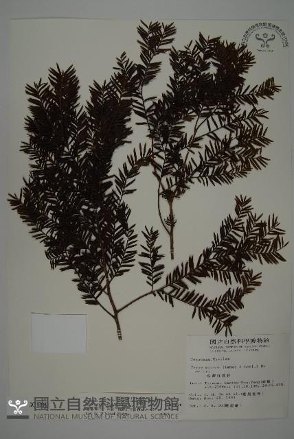 臺灣紅豆杉、紫杉、南方紅豆杉藏品圖，第1張