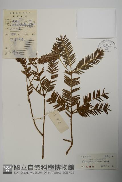 篦子三尖杉藏品圖，第1張