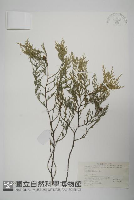 柏木、柏樹藏品圖，第1張