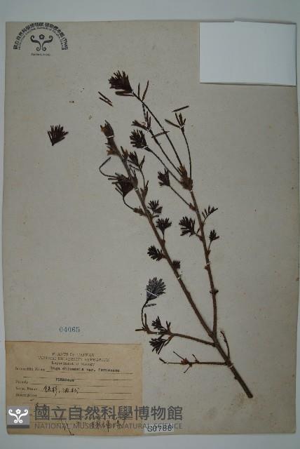 臺灣鐵杉藏品圖，第1張