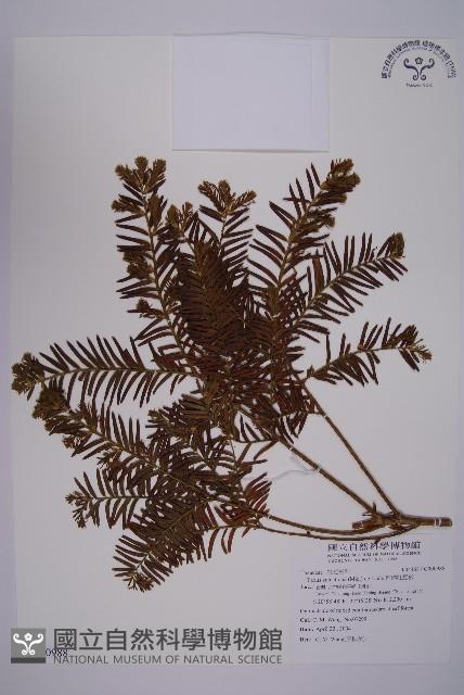 臺灣紅豆杉、紫杉、南方紅豆杉藏品圖，第1張