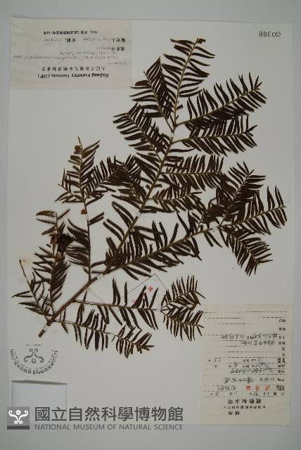 南方紅豆杉藏品圖，第1張