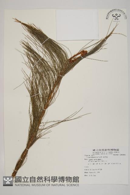 馬尾松藏品圖，第1張