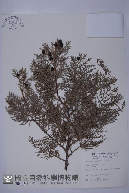 側柏藏品圖，第1張