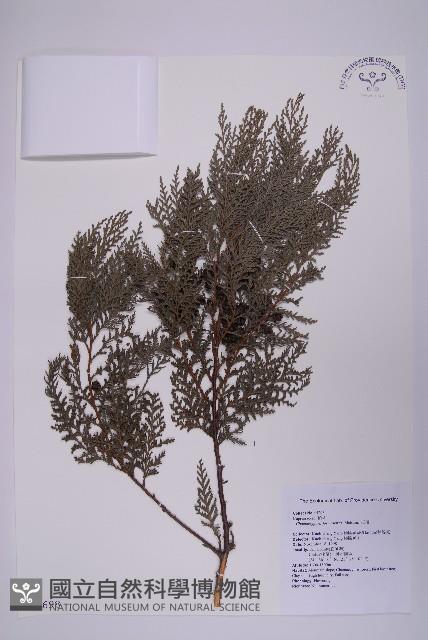 紅檜藏品圖，第1張