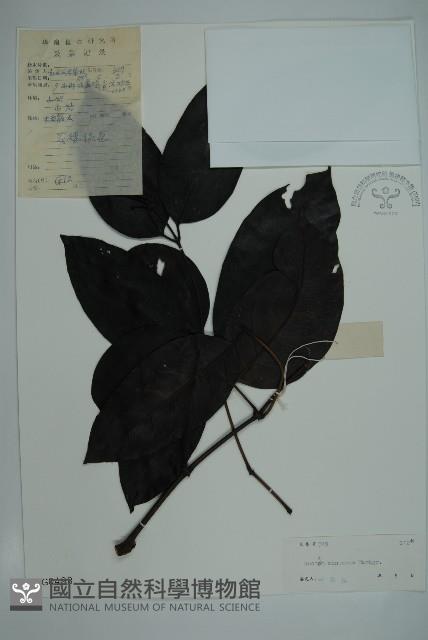 買麻藤藏品圖，第1張