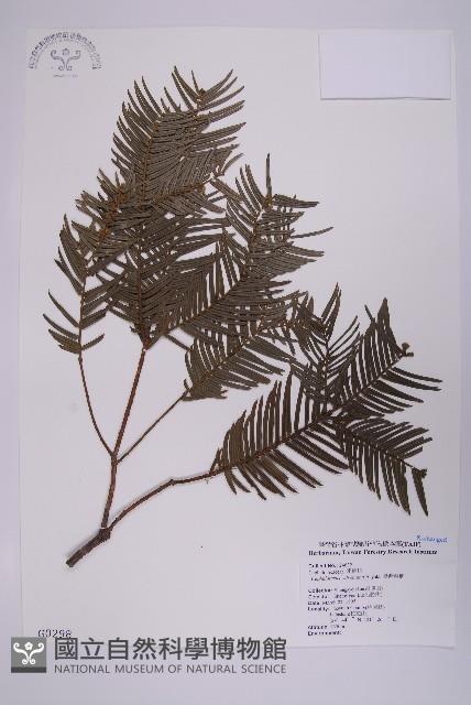 臺灣粗榧、台灣三尖杉藏品圖，第1張