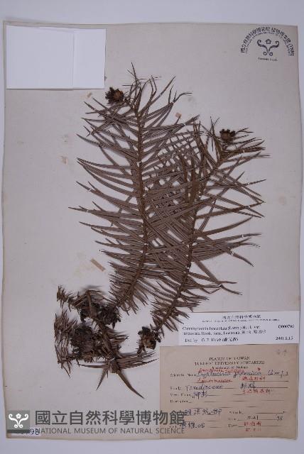 Chinese fir Collection Image, Figure 1, Total 4 Figures