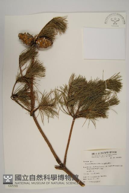 臺灣五葉松藏品圖，第1張