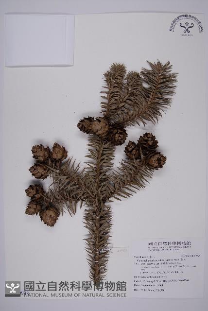 杉木藏品圖，第1張