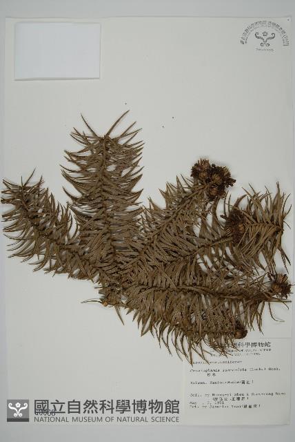 杉木藏品圖，第1張