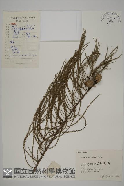 池杉藏品圖，第1張