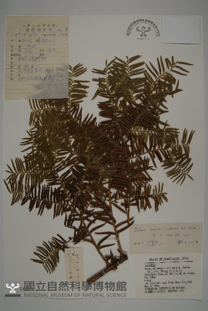 臺灣紅豆杉藏品圖，第1張