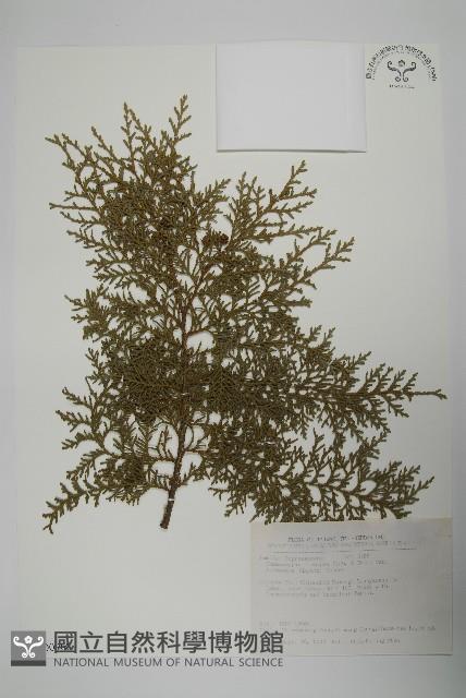 臺灣扁柏藏品圖，第1張