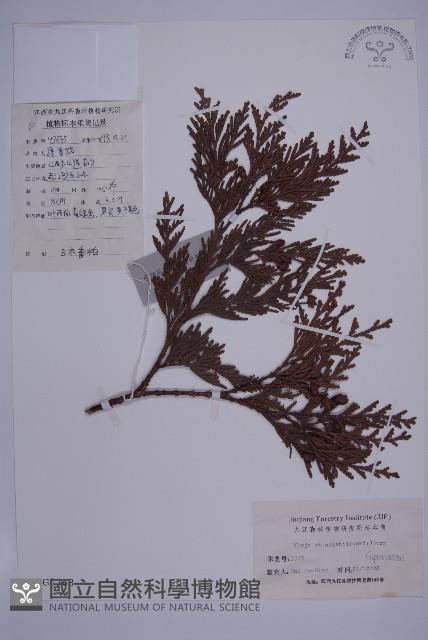 日本香柏藏品圖，第1張