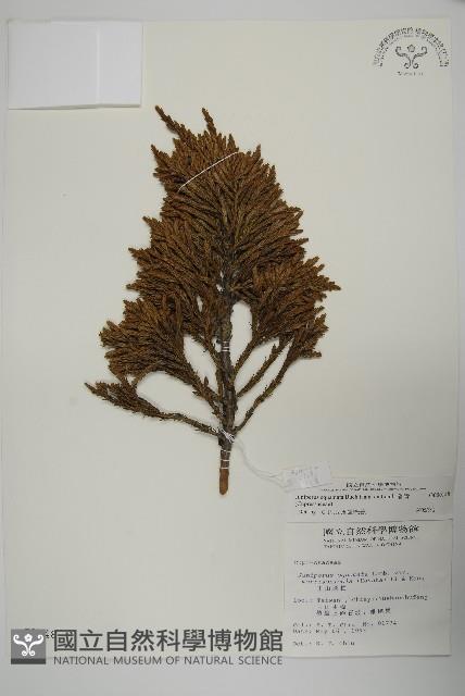 香青藏品圖，第1張