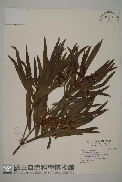 桃實百日青藏品圖，第1張