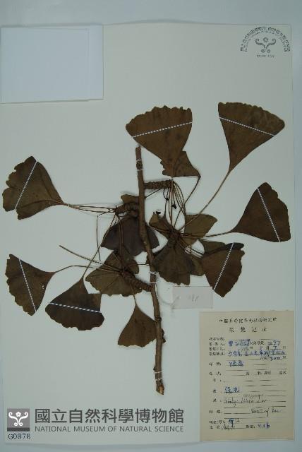 銀杏藏品圖，第1張