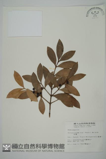 竹柏、南攻竹柏藏品圖，第1張