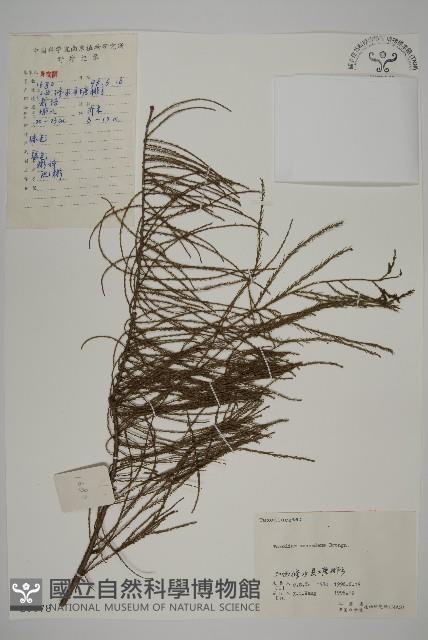 池杉藏品圖，第1張