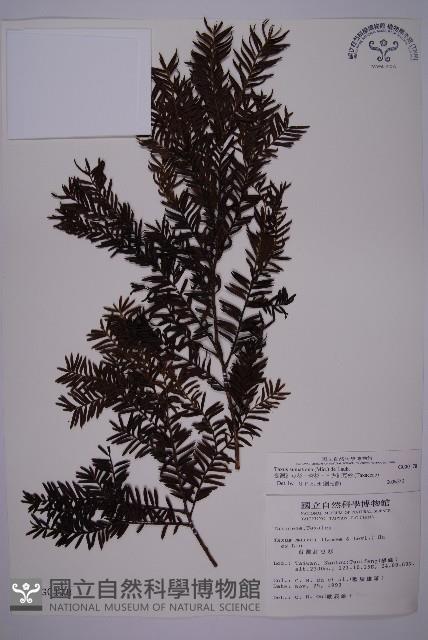 臺灣紅豆杉、紫杉、南方紅豆杉藏品圖，第1張