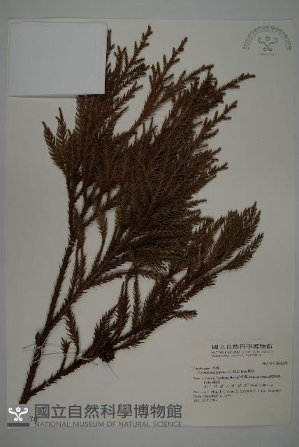 柳杉藏品圖，第1張