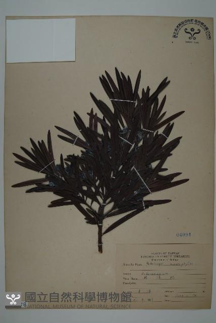 大葉羅漢松藏品圖，第1張