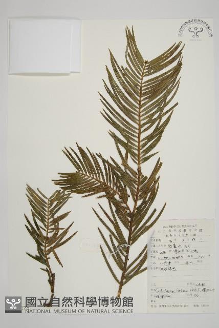 三尖杉藏品圖，第1張