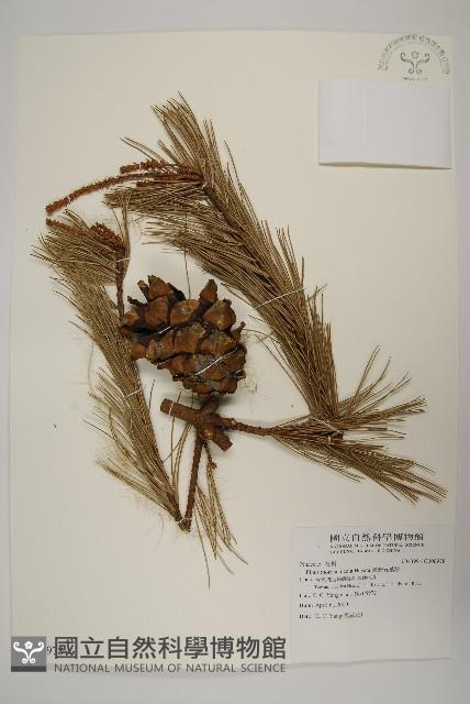 臺灣五葉松藏品圖，第1張