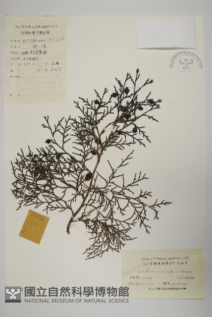 側柏藏品圖，第1張