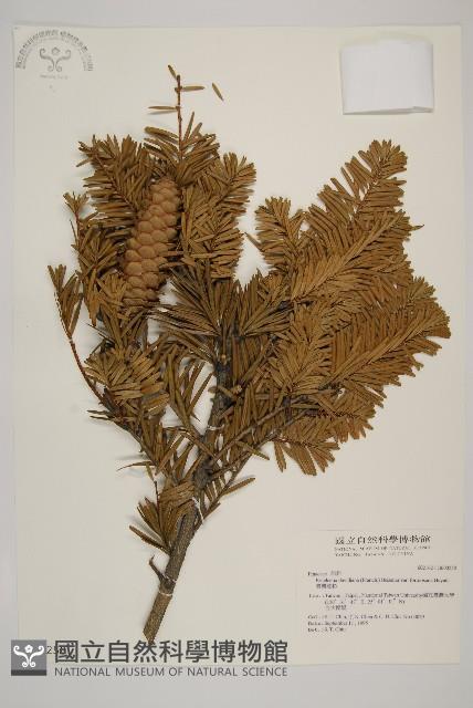 臺灣油杉藏品圖，第1張