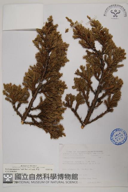 香青藏品圖，第1張