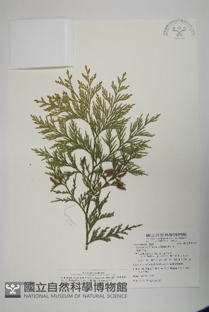 台灣肖楠藏品圖，第1張