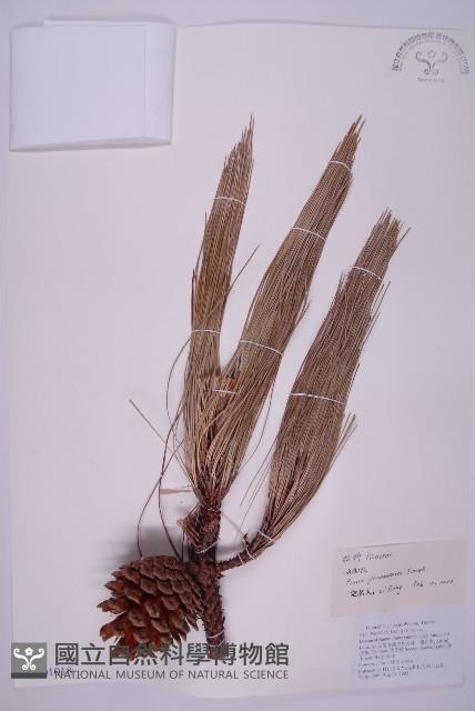 雲南松藏品圖，第1張