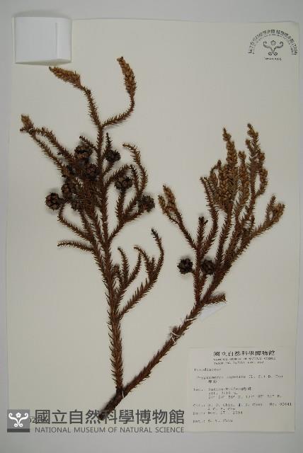 柳杉藏品圖，第1張