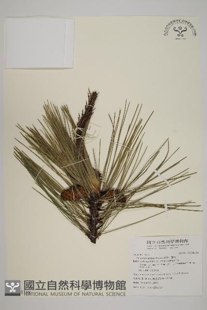 臺灣二葉松藏品圖，第1張