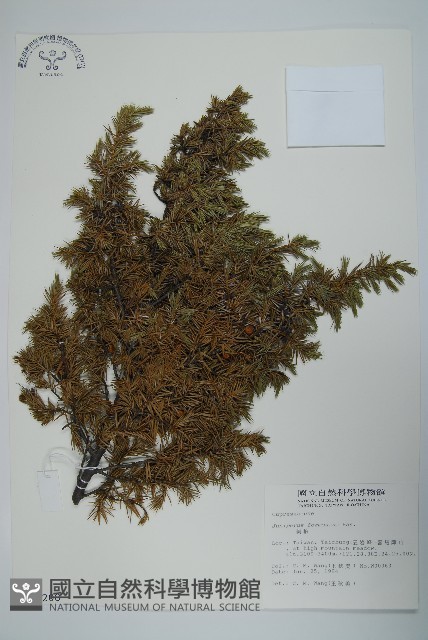 刺柏藏品圖，第1張
